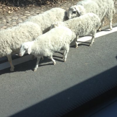 yuuhanhaimo's profile picture. 20↑成人 / gnsn→👹,🔸,🍁,🍃,🌤/ mdzs,cql→忘羨,雲夢双傑 / lxh→风,黑,无 / aph→英,日,四か国 / bxg🐢 / ほぼ鍵