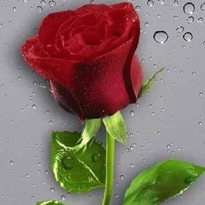 khadijo122's profile picture. 