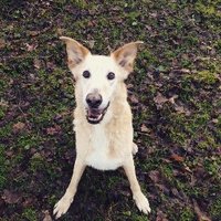 Hudson (@hudsythedog) 's Twitter Profile