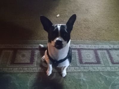 Brennan Scott Profile