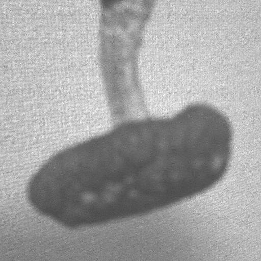 nisihabato's profile picture. 怪獣垢です…で、大アマゾンの半魚人は誰がリメイクするん？J･Peele？　@塩屋虻コロニー