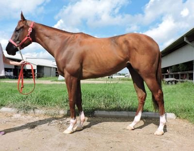 South Louisiana organization with the goal of rehoming and retraining Thoroughbred racehorses from the track to new careers.
https://t.co/tiDBSn2VZS