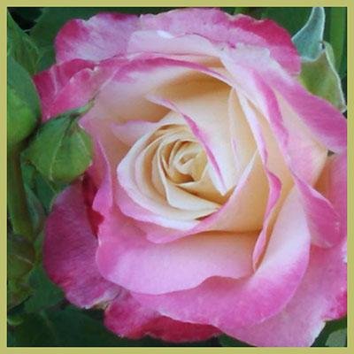 KSuneja's profile picture. Upcoming book and Author of I am the Change I Seek. A Primer in Self-Realization Motivation and self-help book for all ages and groups.