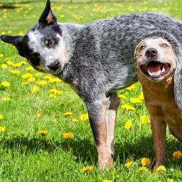 Ayudamos en la difusión de perros que no tienen hogar, están perdidos o necesitan tránsito urgente. #NoAlMaltratoAnimal #AdoptaNoCompres