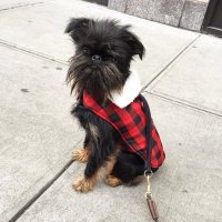 Bowie Bentley (@bowiebentley) 's Twitter Profile
