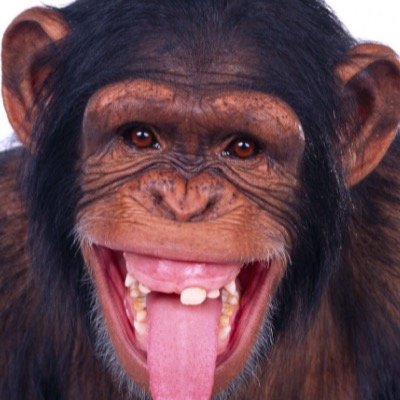 JoeyMoen's profile picture. bios suck