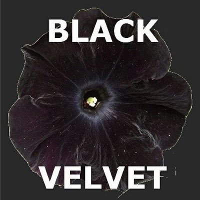 Black velvet is love... Black velvet is life