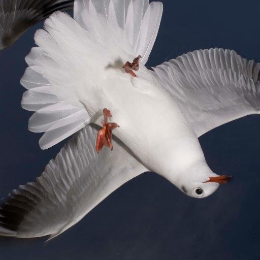 Shige_OK's profile picture. 元 電子系のエンジニアです。Pythonで object指向で作るのが楽しいです。昔はDelphi/C++で作ってましたが、Pythonいいですね。
他にPhotoshop, マイコン、電子回路設計、自転車なんてのが身の回りのキーワード