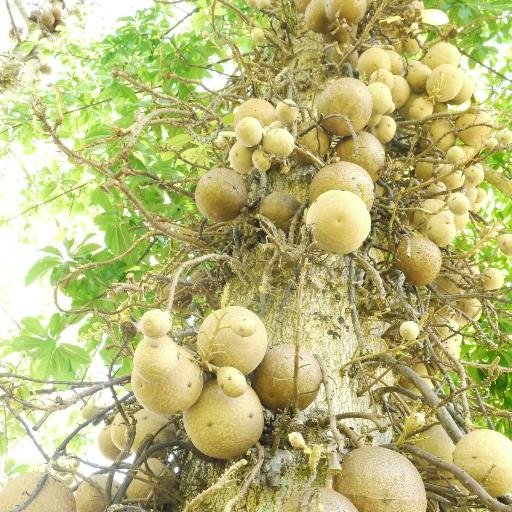 bennieksunrise's profile picture. 