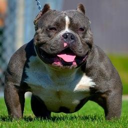 American Bully Daily