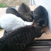 ねこになりたい (@bonumelb) Twitter profile photo