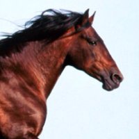 تابعني اتابعك (@npaaa2) 's Twitter Profile