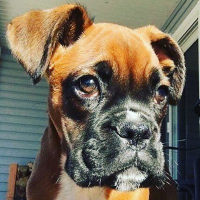 Follow Us If You Love Boxers! #Boxers #boxer #boxerpuppy #boxerdog #cute #cutedog #boxerdogs #dogs #puppy #puppylove #puppies #cute #animals