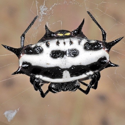 News and views from @NHM_London's curator of Arachnida. Follow for behind the scenes stories about our collection of arachnids and the people who care for them