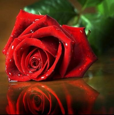 Roze Roze