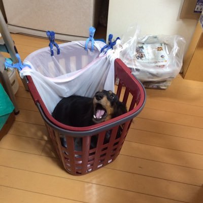 ryoei_125's profile picture. ボクシングやってます