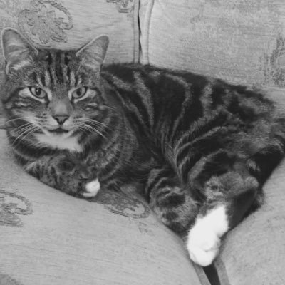 Bugalugs is my real name, I sleep all day and kick ass on a night, I terrorise whoever I please and get food, snuggles & strokes on demand! I'm the boss!!!