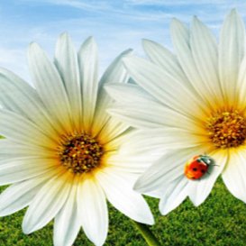 gineana1's profile picture. 