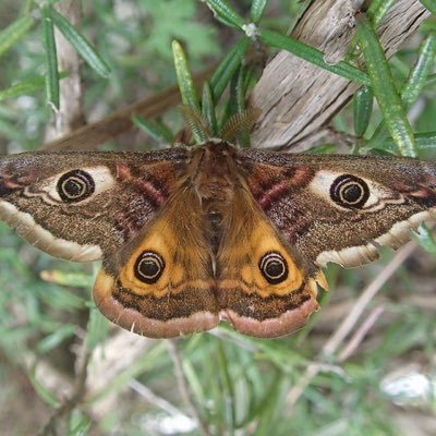 Kent Moth Group and the County Moth Recorders for VC15 and VC16. Check out the Kent Moth Group website and Kent Moths on YouTube https://t.co/iMyXeH6TCU