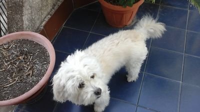 giovanna4one's profile picture. 