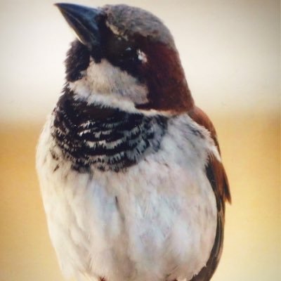 stonypoint51's profile picture. 