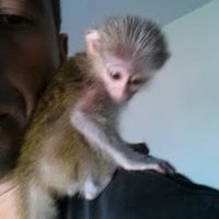 Marco Henriques (@marcopq) 's Twitter Profile