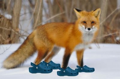 Watch me take your bitch while I Rock these Crocs, as a sexy ass Fox