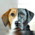 Lucy & Emily (@pupsonpar) Twitter profile photo Lucy & Emily (@pupsonpar) Twitter profile photo