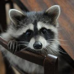 fatcoon_'s profile picture. #Help