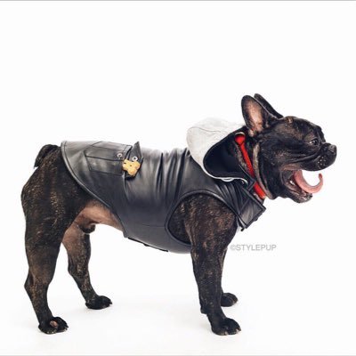 Five year old frenchie w. incredi-bull style Instagram:: Roycethefrenchie ⚡️woof@roycethefrenchie.com