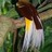 paradisvogel's profile image