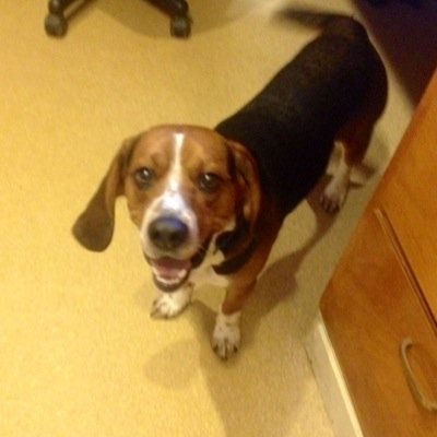 HSCC15's profile picture. The #HumaneSociety of #ColumbianaCounty is a NO- kill, NO-suffering, #NONprofit, #animal welfare #organization. #OHIO #adoptdontshop #animalshelter