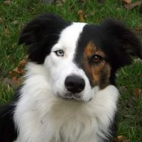 Boomer 🐾🐾(@boomerthecollie) 's Twitter Profile Photo