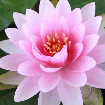 harumi76880781's profile picture. 1日1歩💕 3歩進んで2歩さがっても😊