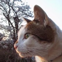 永徳屋 (@judas_soupro) Twitter profile photo