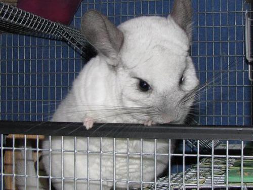 LucyChinchilla's profile picture. 