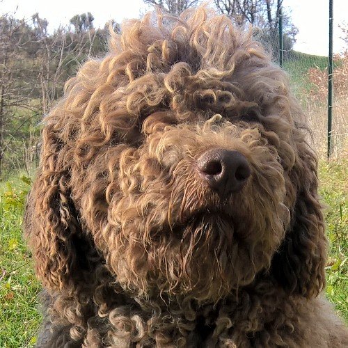 Allevamento del Lagotto Romagnolo di Nando Tessitore. Contatti: lecodeallegre@libero.it
+393282292252 Tel o WhatsApp