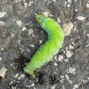 boordazzpall11's profile picture. 