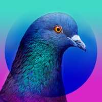 Pigeon Air Patrol (@pigeonair) 's Twitter Profile Photo Pigeon Air Patrol (@pigeonair) 's Twitter Profile Photo
