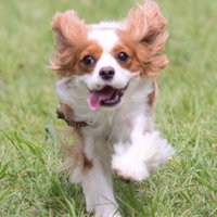 Masashi Soga (@masashi_soga) 's Twitter Profile Photo
