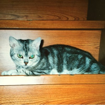 77112Nyao's profile picture. 🐈猫ちゃんの下僕生活満喫中🩷🏐👽