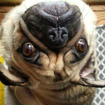 thegrumblypug's profile picture. 🐾
#RVA
08.30.09 🎂

Multum in parvo 😉
Spread the word! Follow me, Frank the Turd! 💩

Insta @TheGrumblyPug
*
Facebook @thegrumblypug
*
thegrumblypug@gmail.com