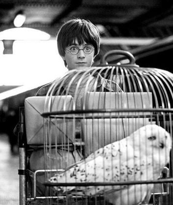 HARRY POTTER ALWAYS ϟ. No sigan las arañas, Siganme a mi! 
Potterhead ϟ