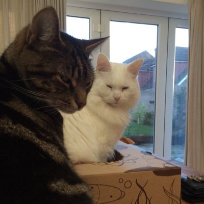 304_allen's profile picture. Born to take it easy !! owner of two humans which we control through mind manipulation