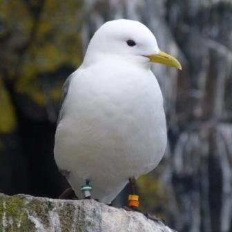 We study seabirds on the Isle of May and elsewhere to understand the effects of environmental change on marine ecosystems