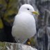 UKCEHseabirds (@UKCEHseabirds) Twitter profile photo