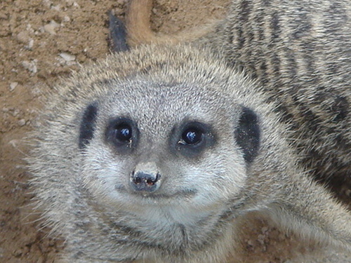 Mr_Meerkat Profile Picture