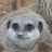 Mr_Meerkat's profile image