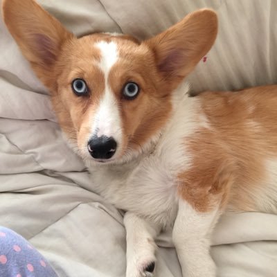 Blue eyed derpy rescue corgi. Follow me on Instagram for my adventures 👀💙