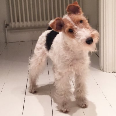 Oh hi there! I'm Laurel, I'm a Wire Fox Terrier who lives in north London. I like #Adventures, #Mischief and #Cuddles XOXO #SoBusy Insta:@laurelthefoxterrier